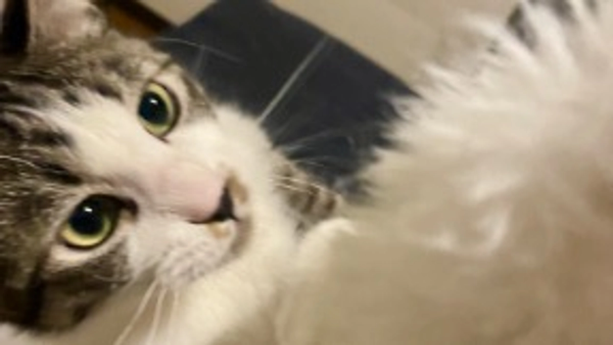 クラウドファンディング 40日目