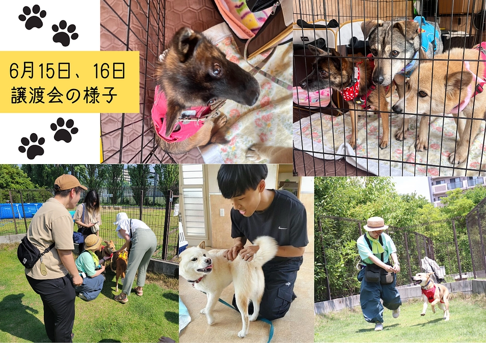 【新プロジェクトスタート！】ご支援のお礼と6月15日、16日保護犬譲渡会の様子