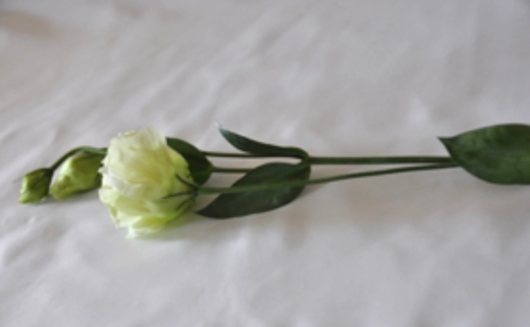 【#隆景公に花を】墓前にお花を一輪手向けさせていただきます。【6月10日〜14日限定リターン】