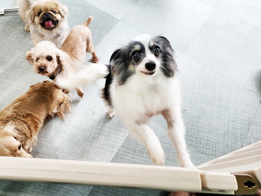 今日のチョコちゃん！（6月21日）