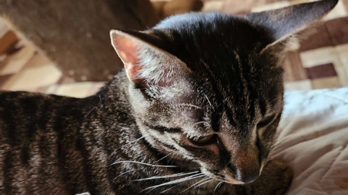 楓日記(8月27日)