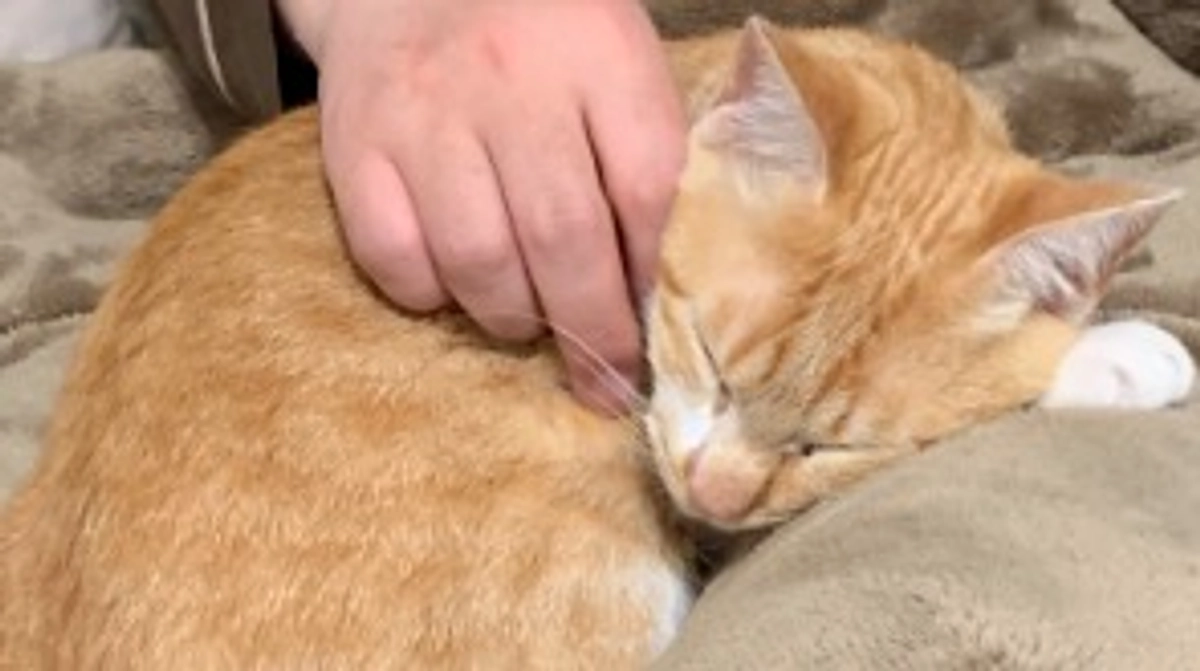 投薬50日目（プロジェクト開始10日目）