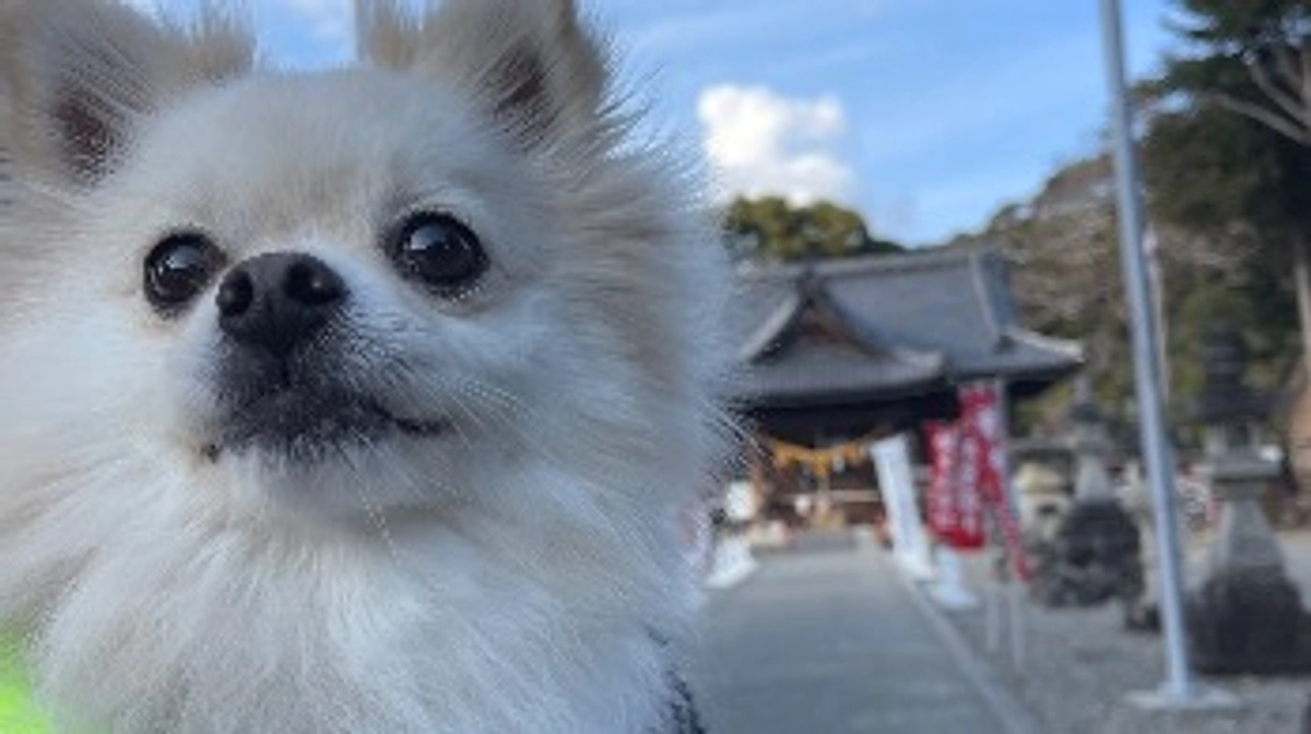 氏神様の所へ⛩