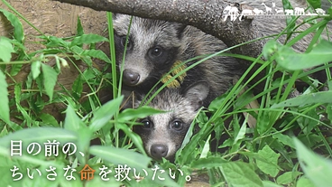 一刻を争う命と向き合うために。傷病野生鳥獣を救う医療機器の導入へ のトップ画像