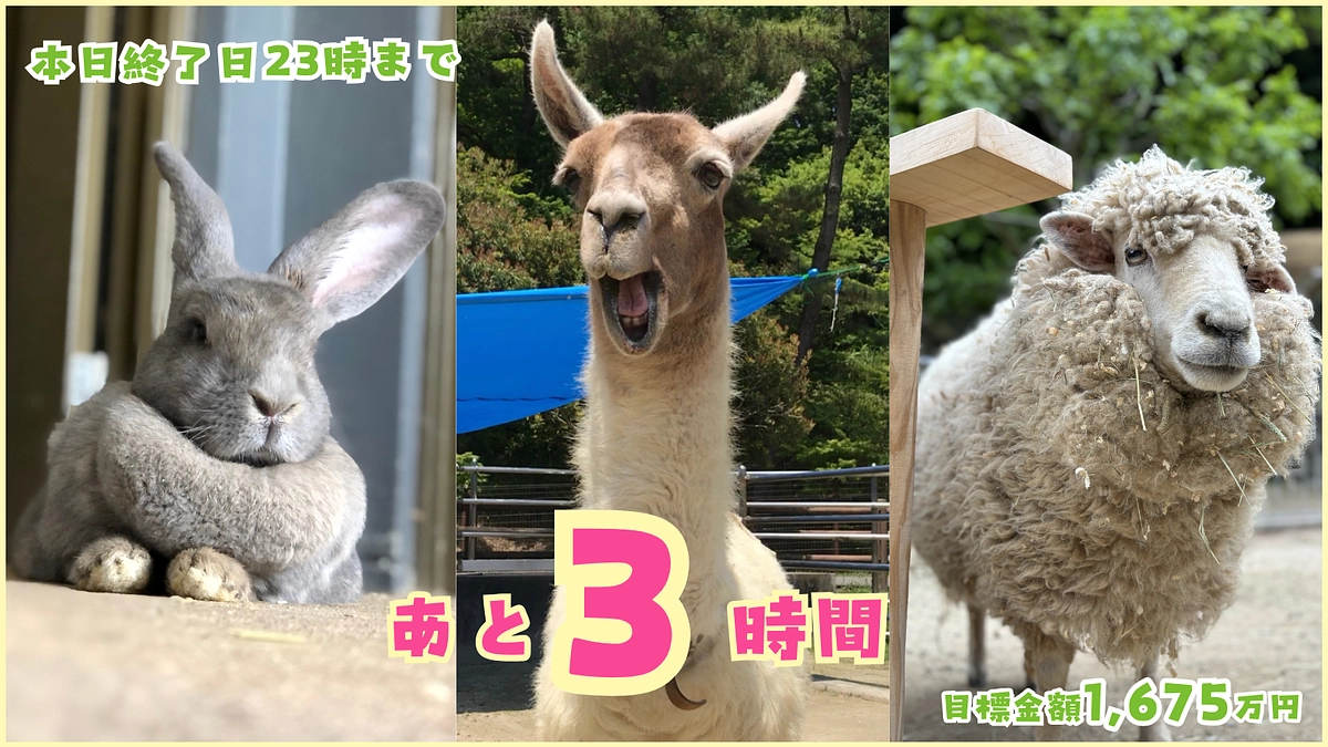 【協力いただいた皆様へ感謝】応援コメント本当にありがとうございます！～プロジェクト終了まで3時間～