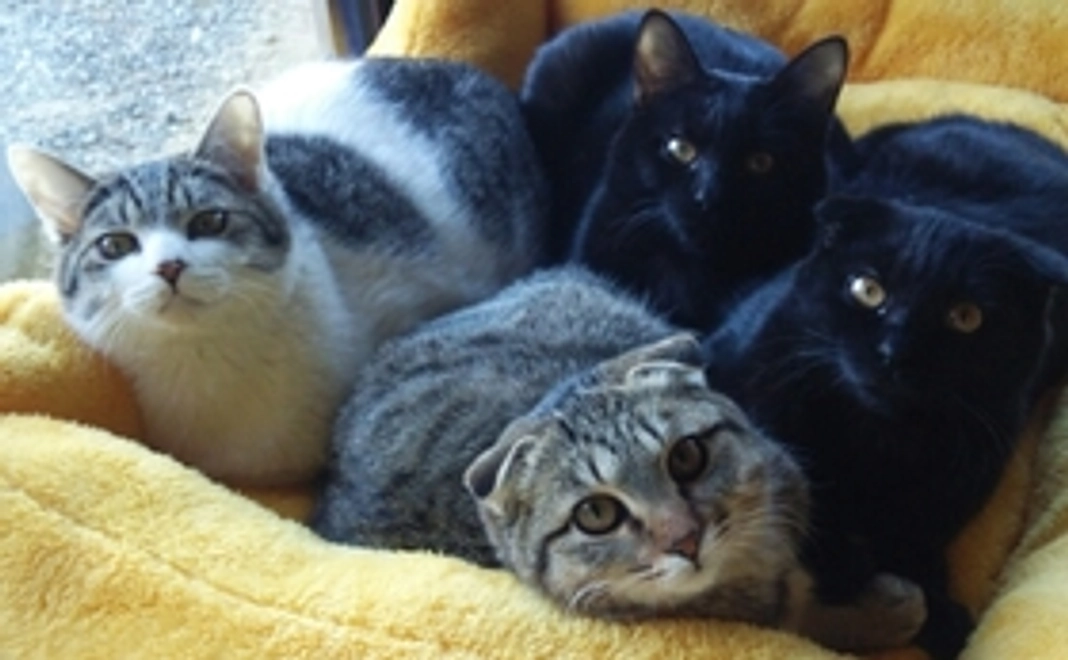 保護動物たちの写真