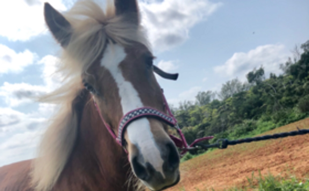 馬小屋より感謝を込めて【お礼のメッセージ】