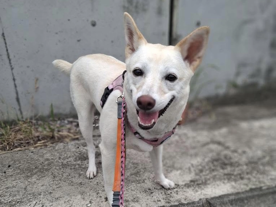 いよいよフィナーレ。あと8日。里親さまからのメッセージ　まめのご家族より