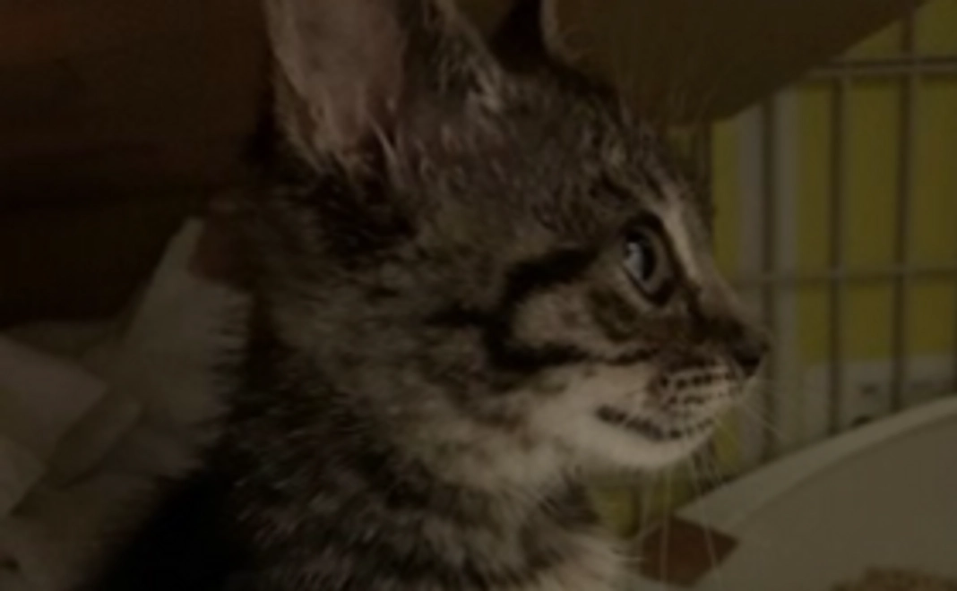 頑張れミントちゃん応援コース3000