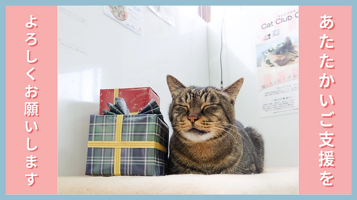 劣化した保護猫カフェをリ・デザイン！人と猫の共存を考える新たな場へ 5枚目