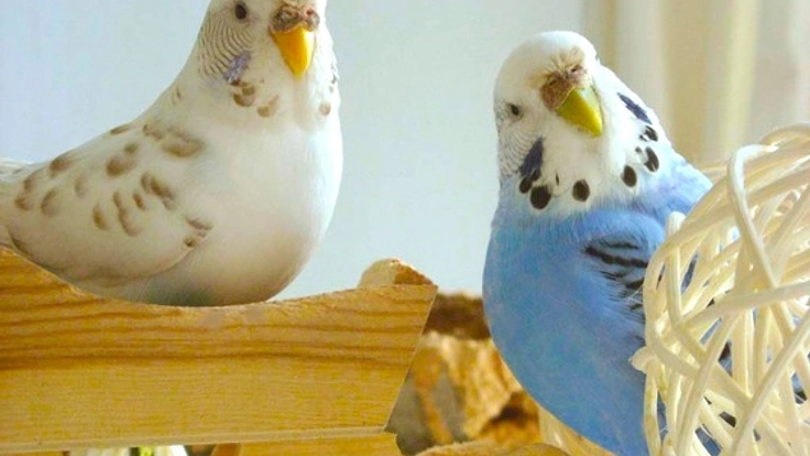 愛鳥家による無料預かり組織BIRDSITTERSの設立資金を集めたい!!