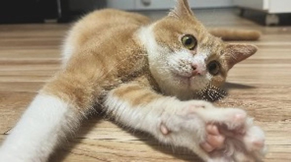 【定期診察２回目】