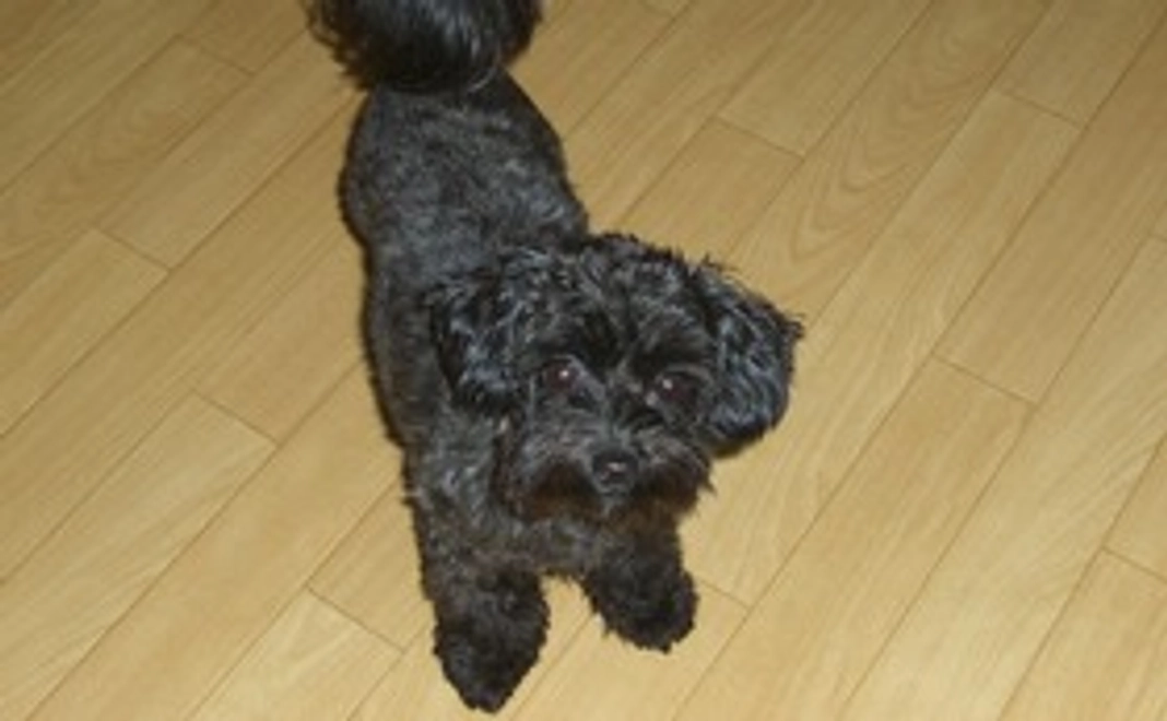 ピースへのご支援①