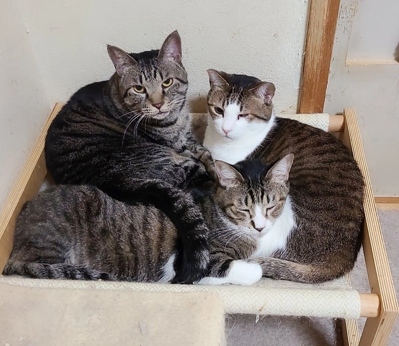 【300万円突破ありがとうございます！あと9日🔥】保護中の猫さんたちの可愛い様子をお伝えします