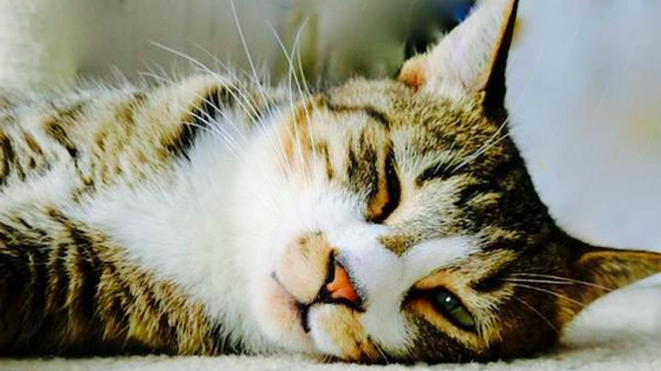 幸せな猫ライフを過ごせるシェルター式保護猫カフェを作りたい