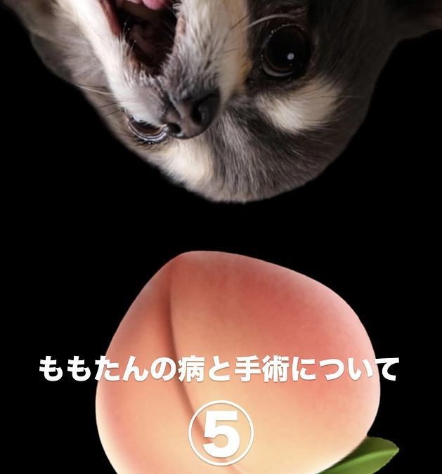 ももたんの病と手術について⑤