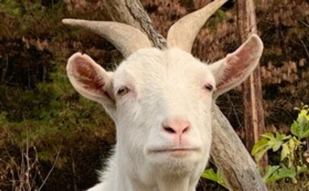 お礼のお手紙とイノシシ・ヤギの絵葉書