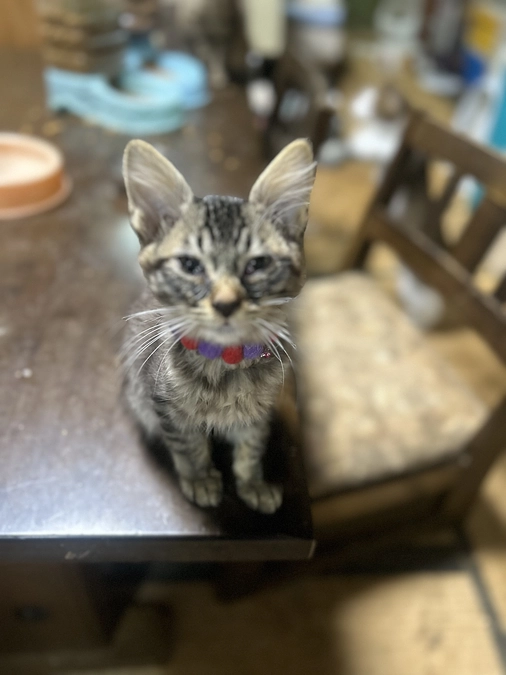 ３か月半の５匹がネコ風邪で投薬と目薬です。ミヤビちゃんの風邪が一番酷いので、心配です