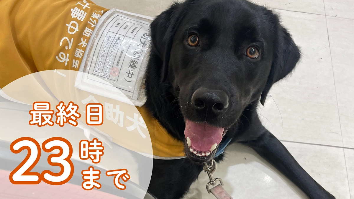 【最終日】いよいよ本日終了！皆さまの力で介助犬を必要とする方へ