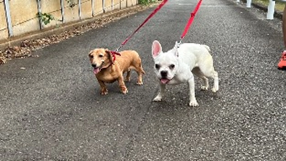 先住犬のお話しをしたいと思います。