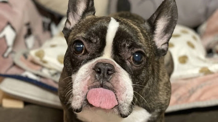 フレンチブルドッグ大福10歳のリンパ腫治療にご支援をお願いします。