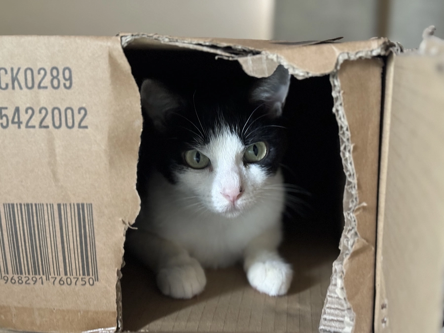 シンバのママ、アテネ