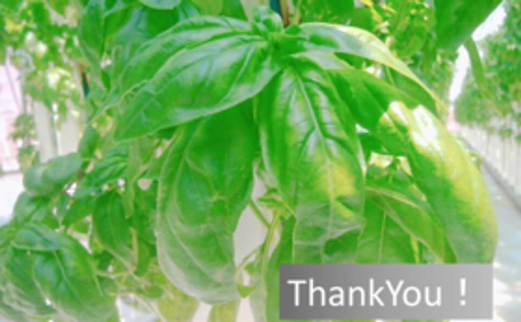 ～感謝の気持ちたっぷりの感謝状と温泉バジル割引チケット～