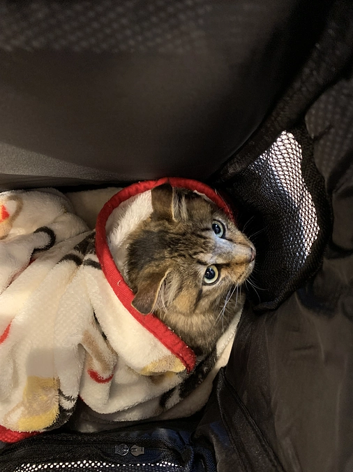 経過観察9日目、ハゲと痒みが酷くて急遽受診しました