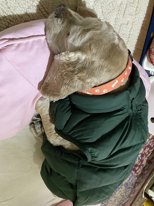 抗がん剤治療プラン化学療法プロトコールお知らせです