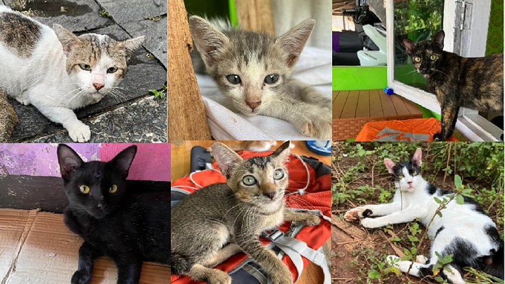 増え続けるインドネシアの路上猫を助けたい　保護猫活動にご支援下さい