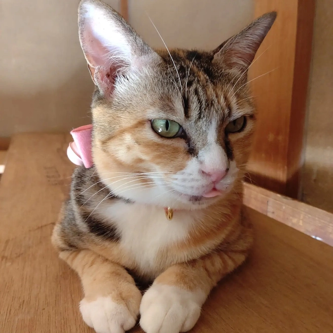 7歳になりました🎉