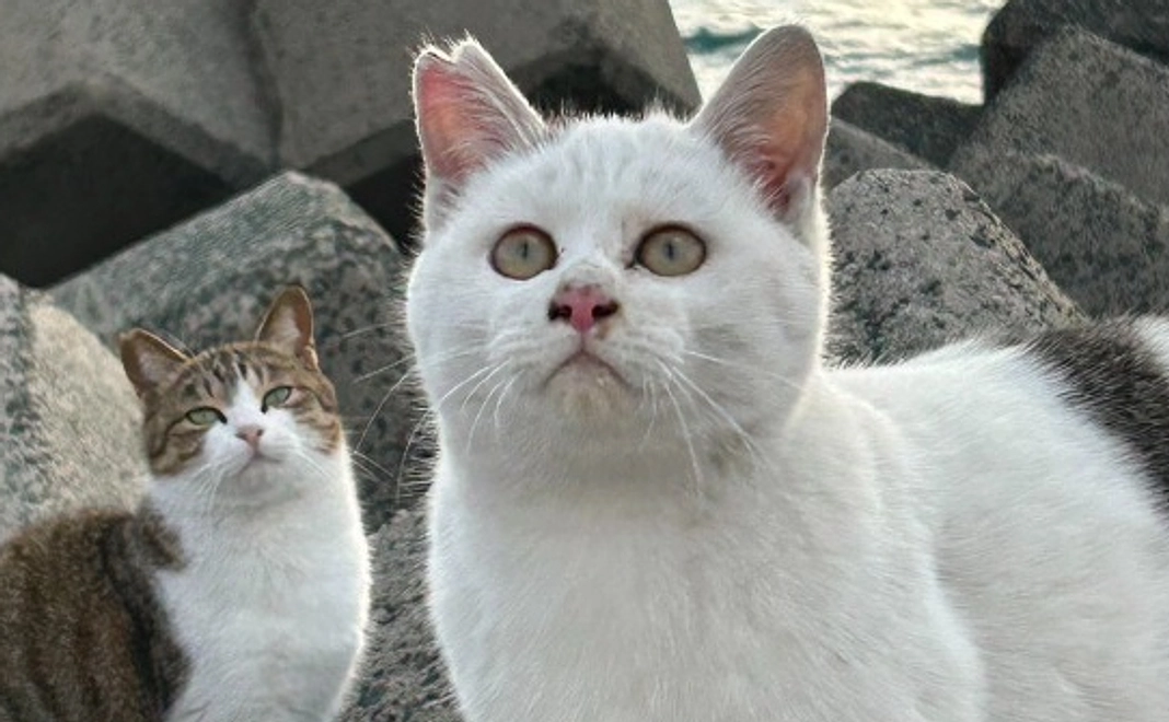 全力応援コース｜1万円