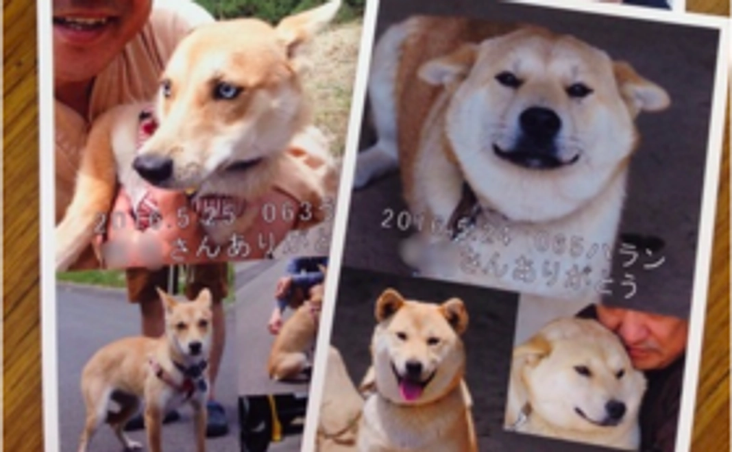 わんちゃんの写真のお礼のポストカード