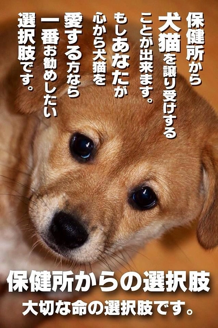 保健所犬猫応援団長崎応援団長