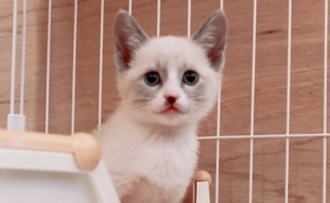 猫たちの近況報告と感謝のメール2