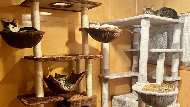 新たな里親様を待つ保護猫たちの為に!楽しく快適な保護施設を作りたい