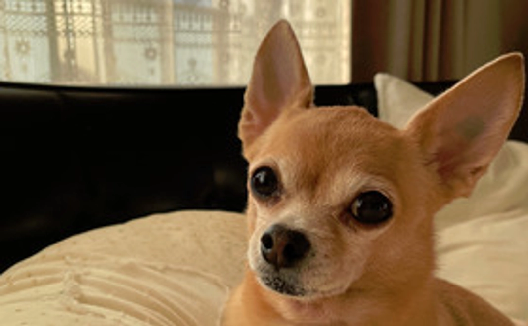 ロメオへの支援①(リターン不要な方)