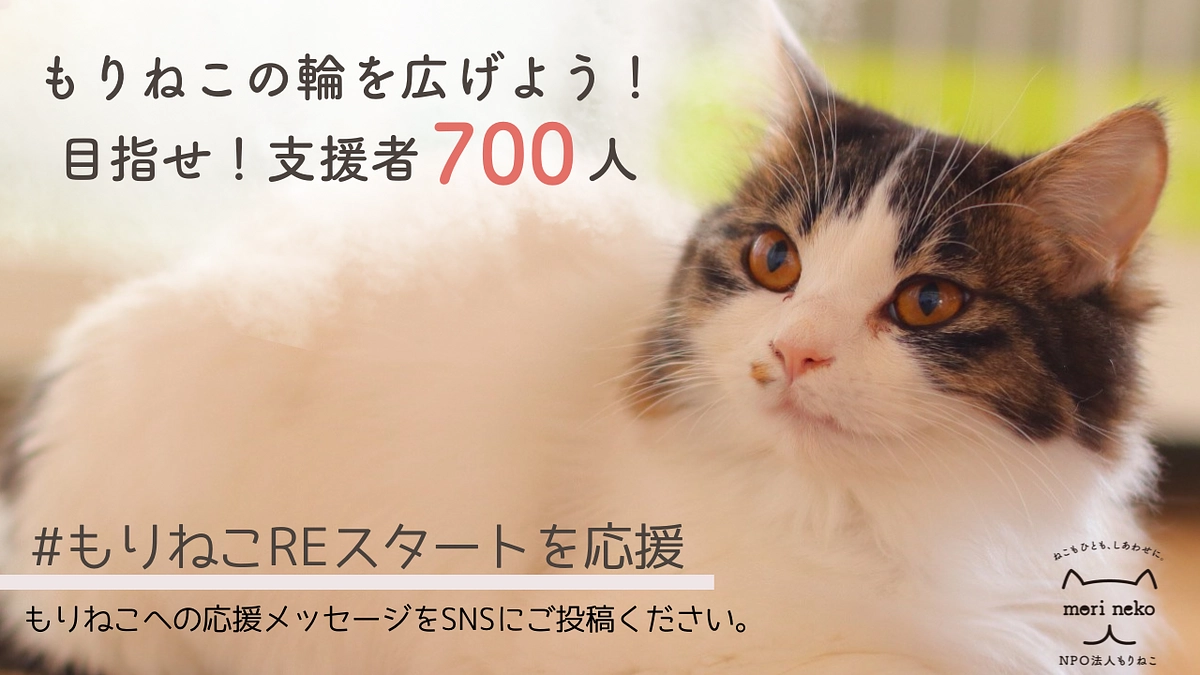 【1000万円達成🌸緊急企画】もりねこの輪を広げよう！ハッシュタグ企画を開催します！