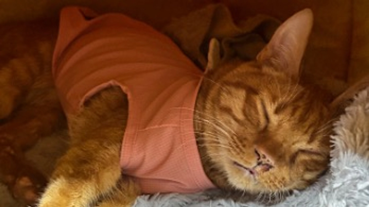 4/29  6回目の抗がん剤治療　3.00kg