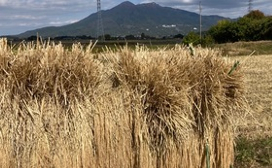 [700円コース] 半夏生米を食べて元気になり日本を救おう①