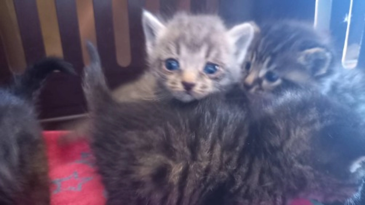 悔しく悲しく腹の立つ思い