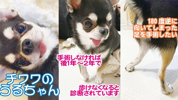 あと1〜2年で歩けなくなる2歳のチワワの足を治療したい！