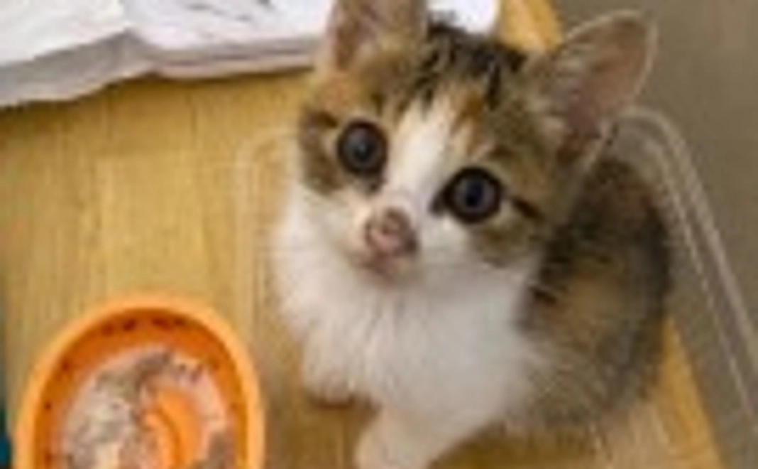 毎月10000円コース