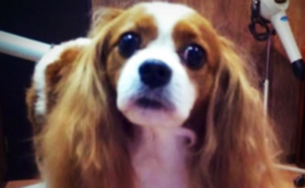 【元気になって！サラの笑顔をお届けコース】