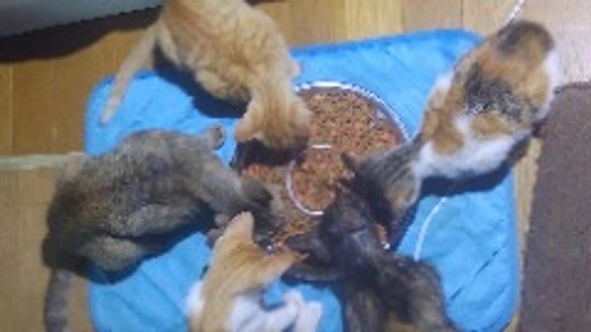 今日は凄い雷がなり猫ちゃんビクビク