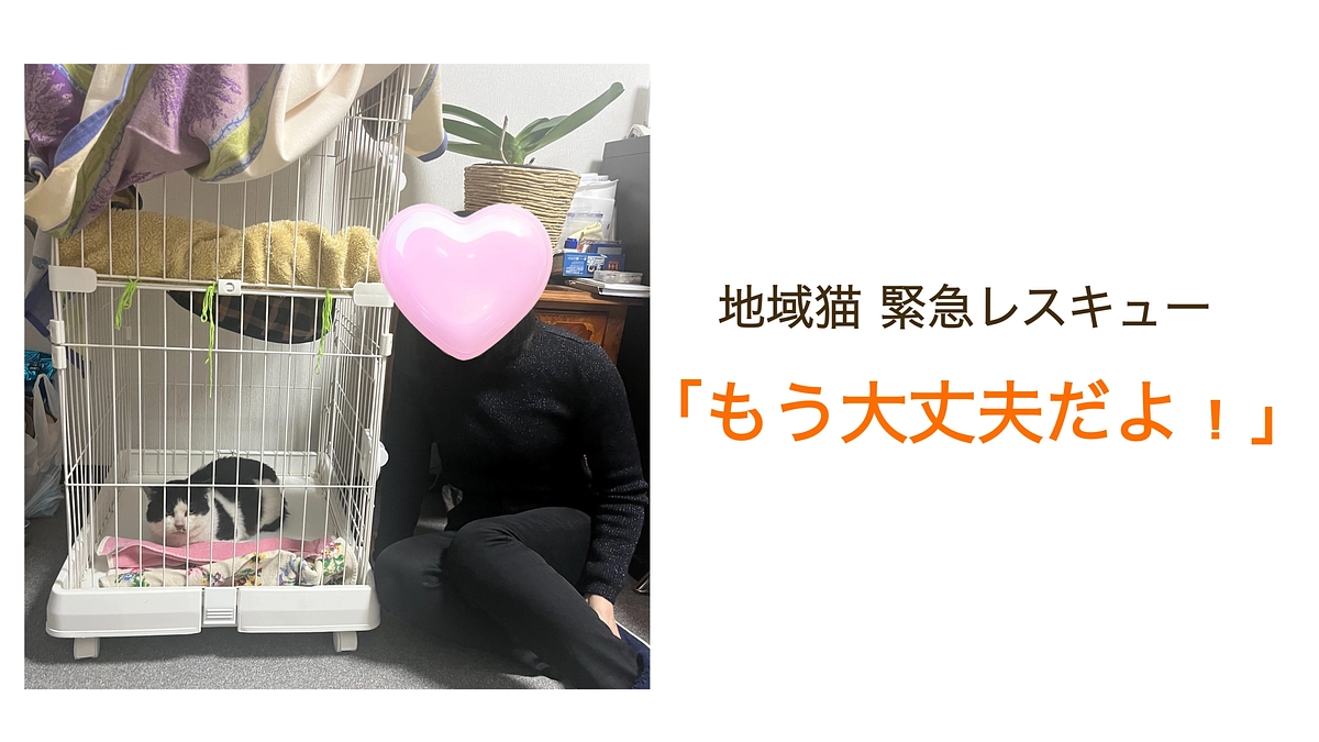 クラウドファンディングが繋いでくれた御縁  〜🐱雪君〜