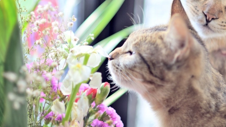 保護動物達にも、虹の橋への橋渡し〜花屋が営むペットセレモニー