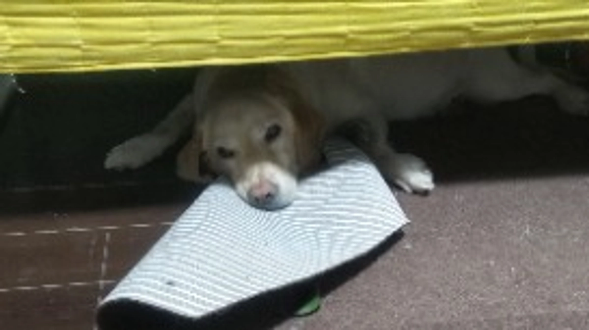 悲しいニュースと今朝のベイリー ＃悪性リンパ種 ＃抗がん剤治療 ＃ラブラドールレトリバー