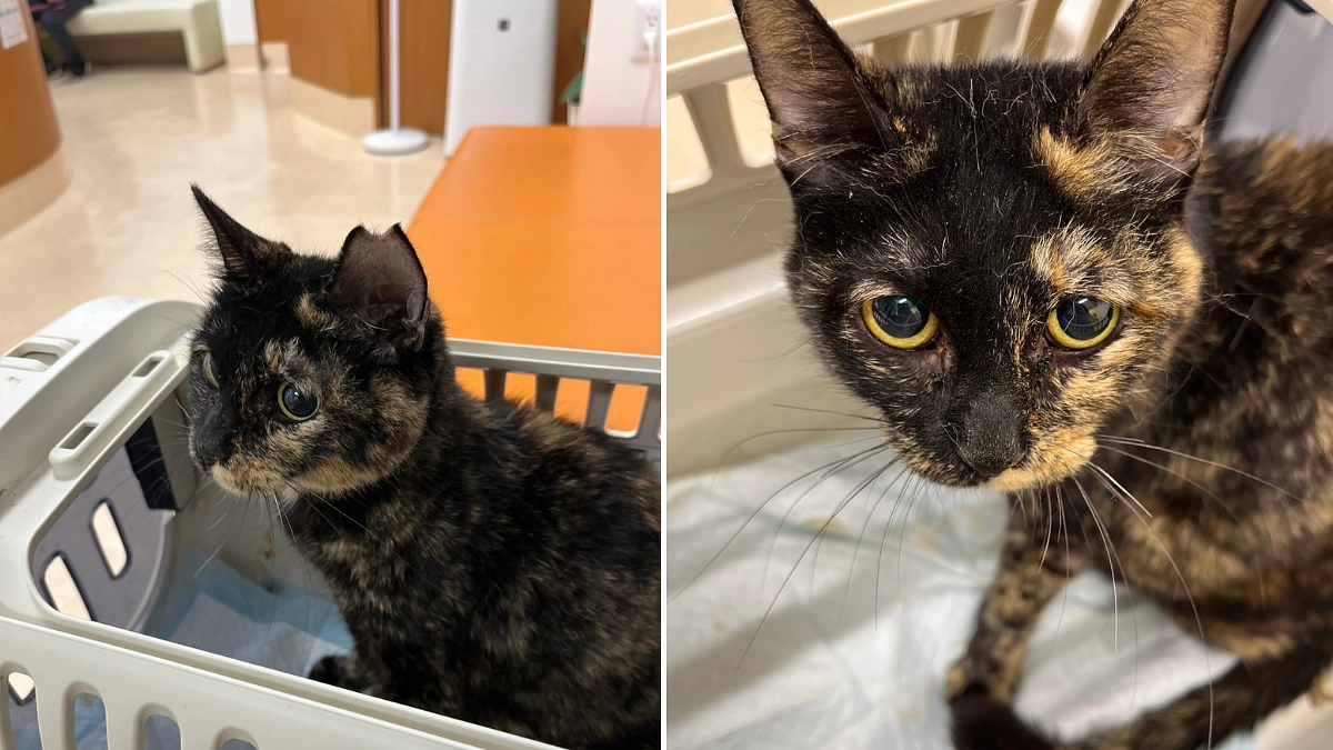 【残り9日！いよいよカウントダウン】いっちゃんが入院しました…