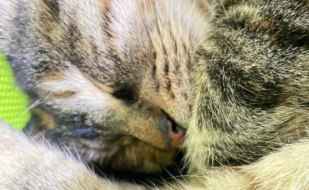 頑張れびーちゃん応援コース①